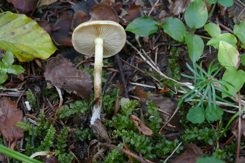 Pholiota mixta?