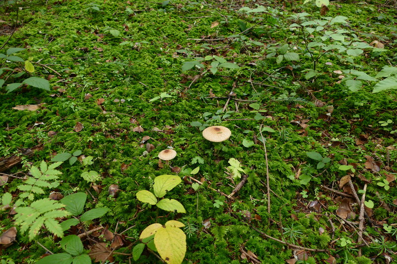 Lepiota magnispora?