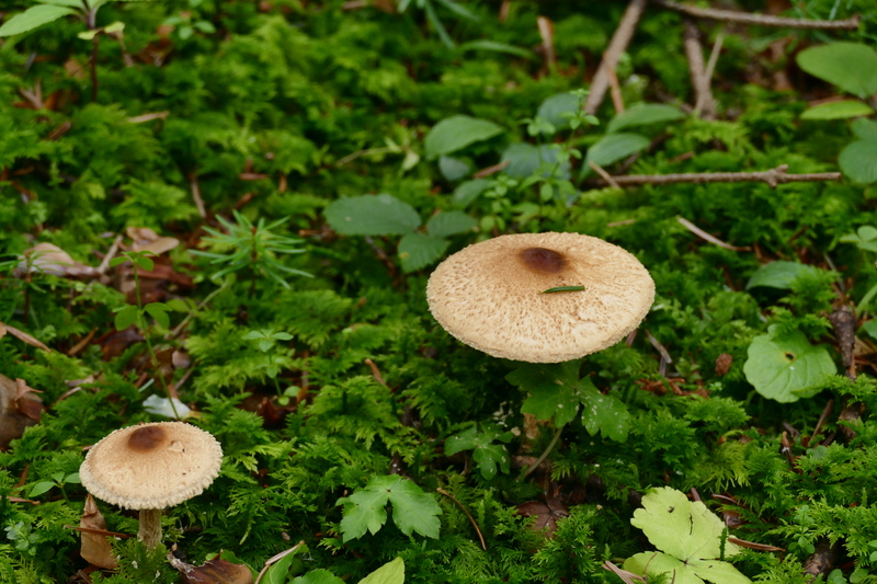 Lepiota magnispora?