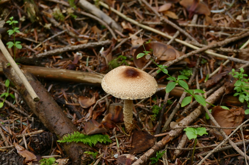 Lepiota magnispora?