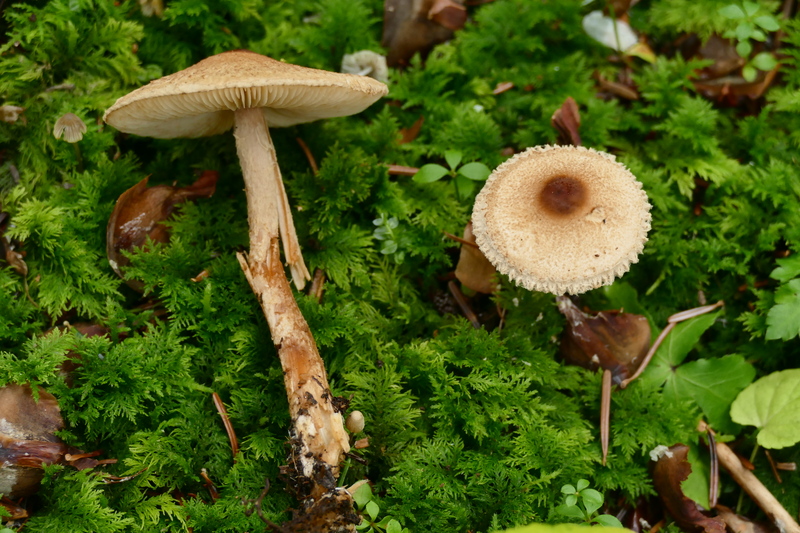 Lepiota magnispora?