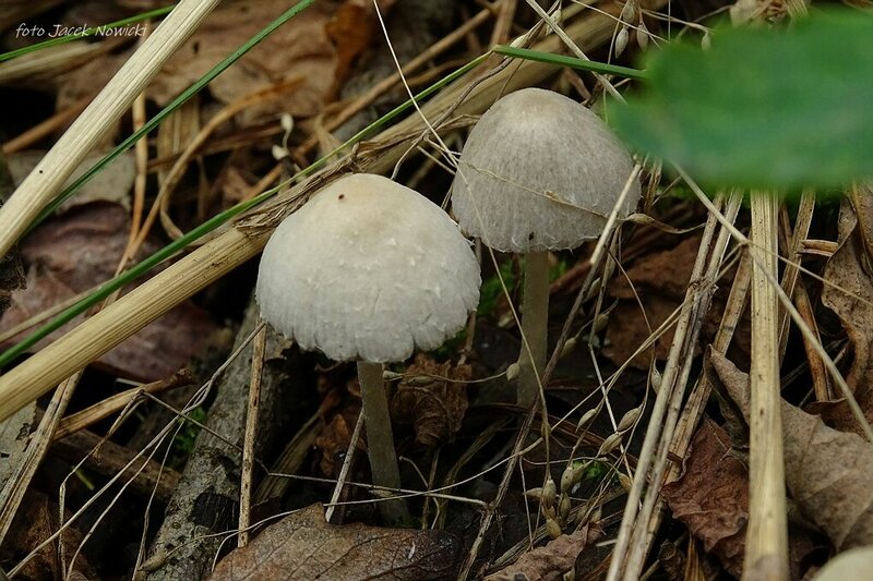 kruchaweczka