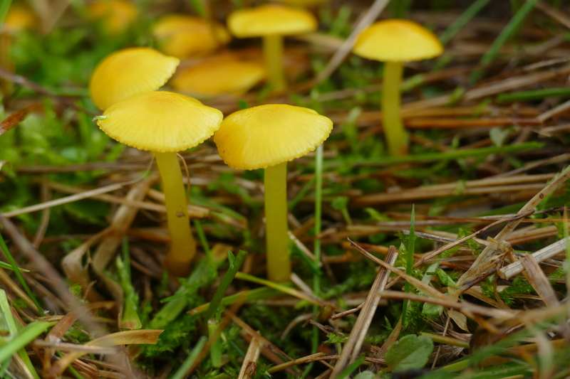 Hygrocybe ceracea?