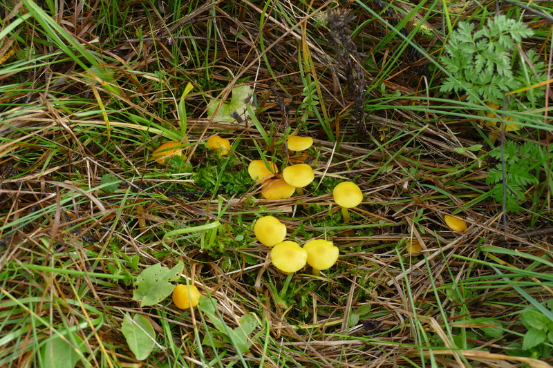 Hygrocybe ceracea?