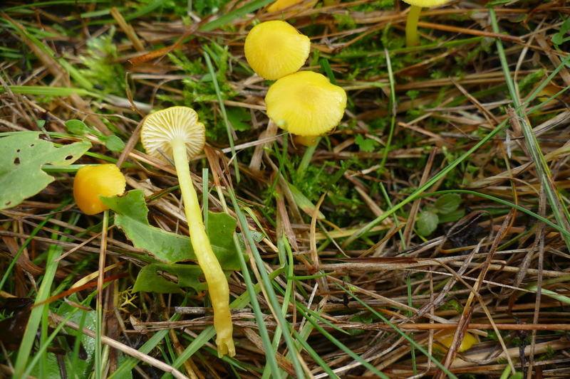 Hygrocybe ceracea?