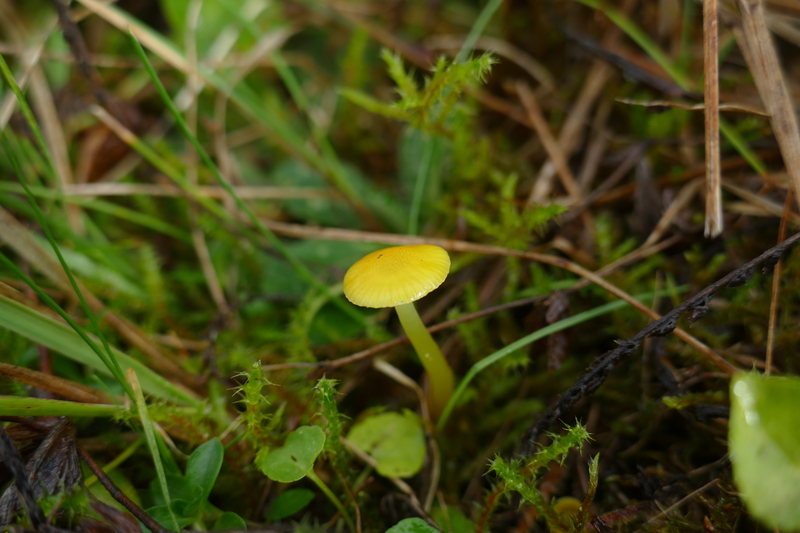 Hygrocybe ceracea?