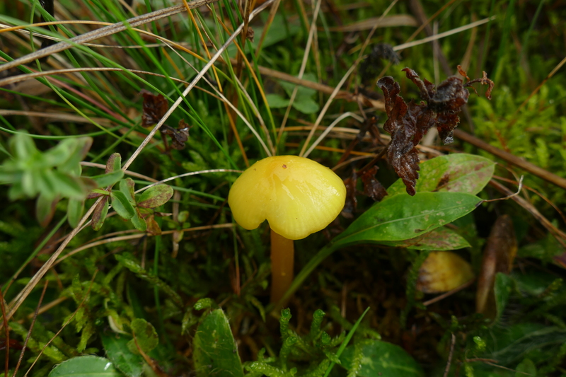 Hygrocybe sp.