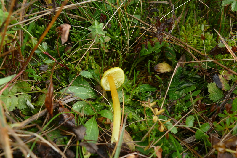 Hygrocybe sp.