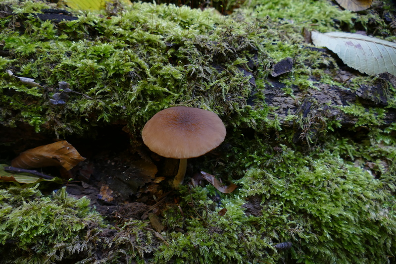 Pluteus luctuosus?