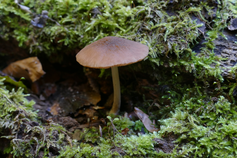 Pluteus luctuosus?