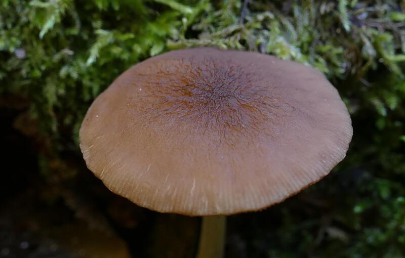 Pluteus luctuosus?