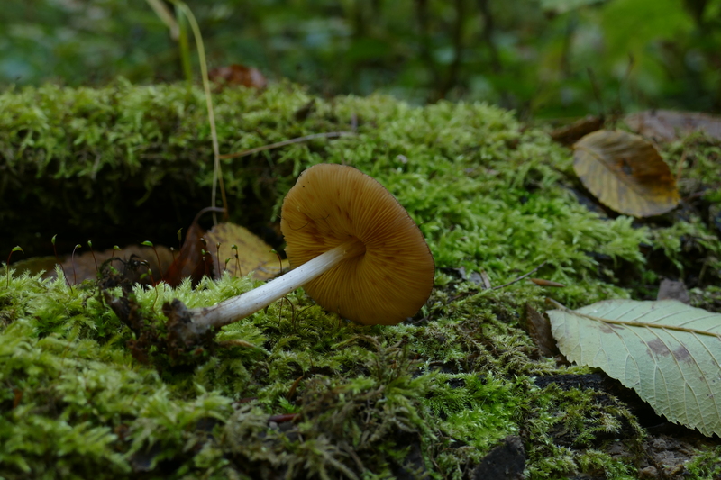 Pluteus luctuosus?