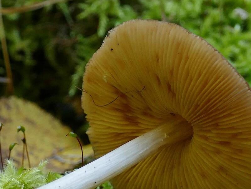 Pluteus luctuosus?