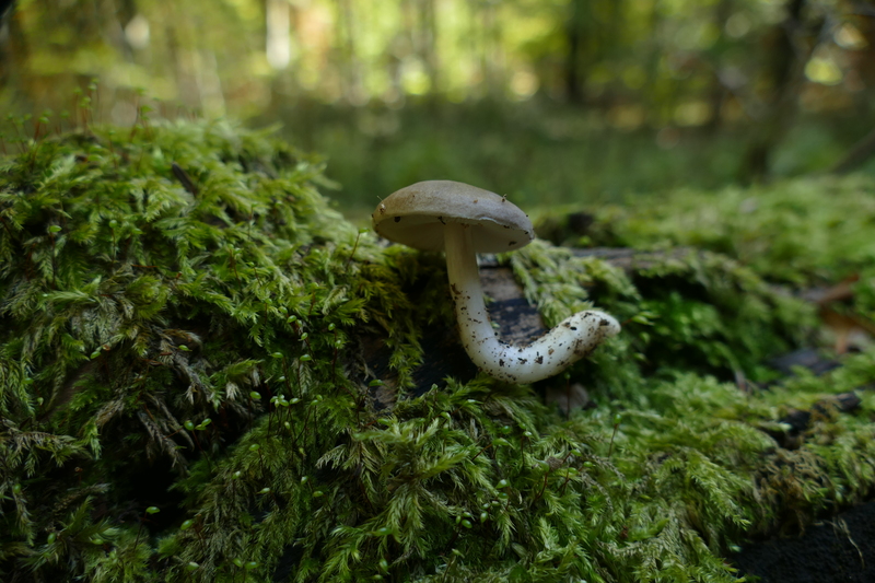 Pluteus sp. z bukowej k&#179;ody