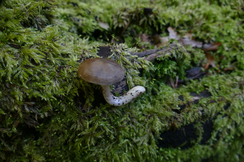 Pluteus sp. z bukowej k&#179;ody