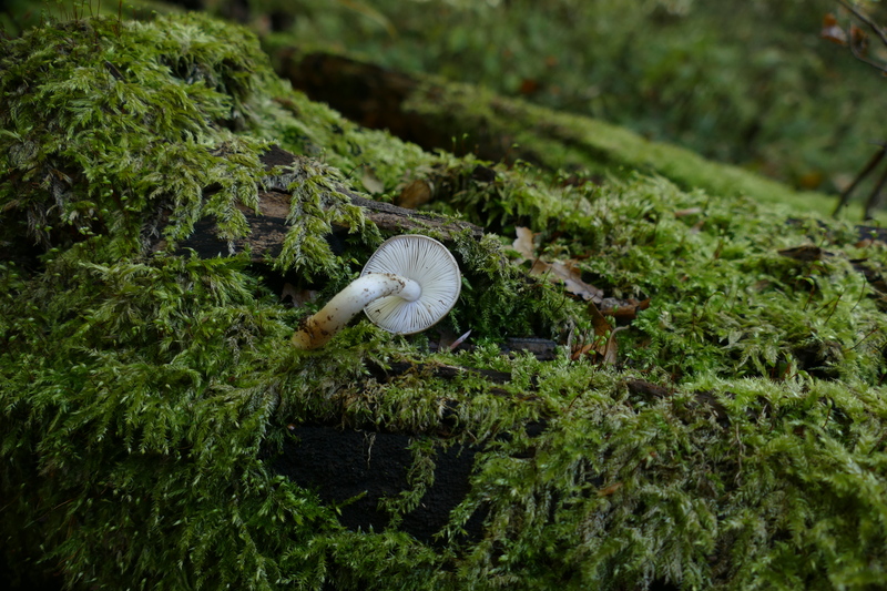 Pluteus sp. z bukowej k&#179;ody