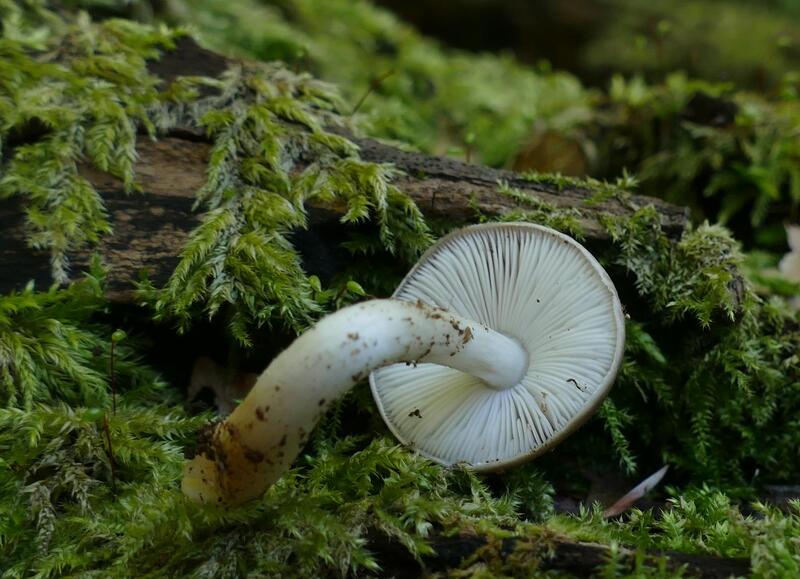 Pluteus sp. z bukowej k&#179;ody