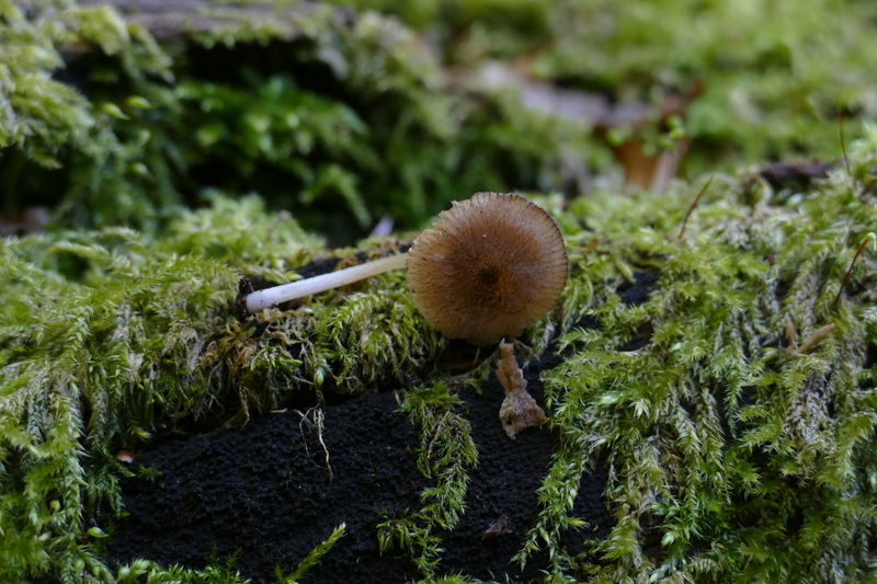 Pluteus hispidulus?