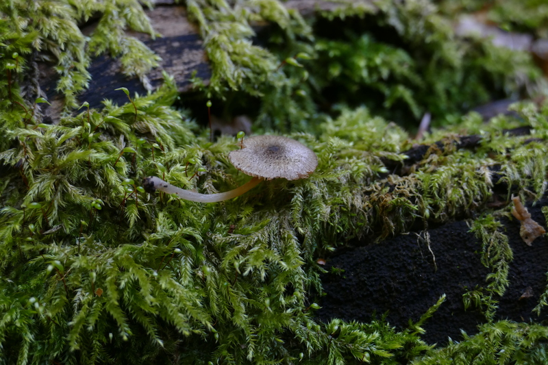 Pluteus hispidulus?