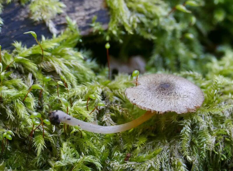 Pluteus hispidulus?