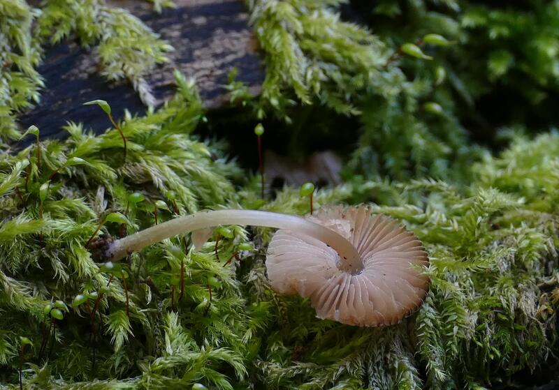 Pluteus hispidulus?