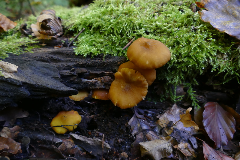 Pluteus chrysophaeus?