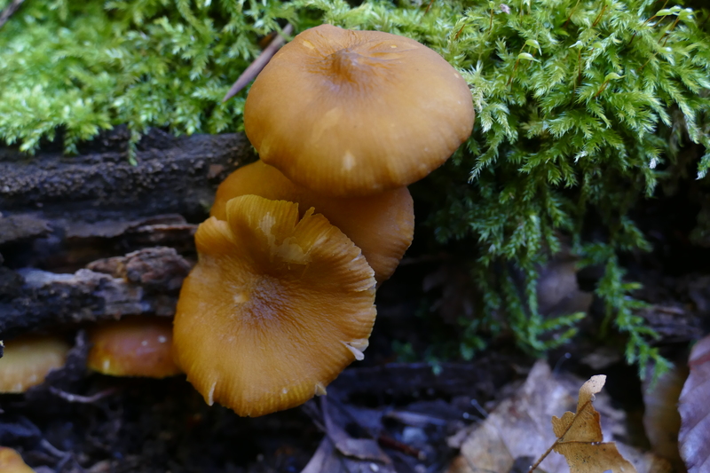 Pluteus chrysophaeus?