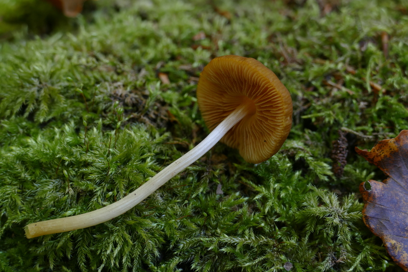 Pluteus chrysophaeus?