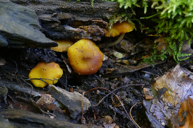 Pluteus chrysophaeus?