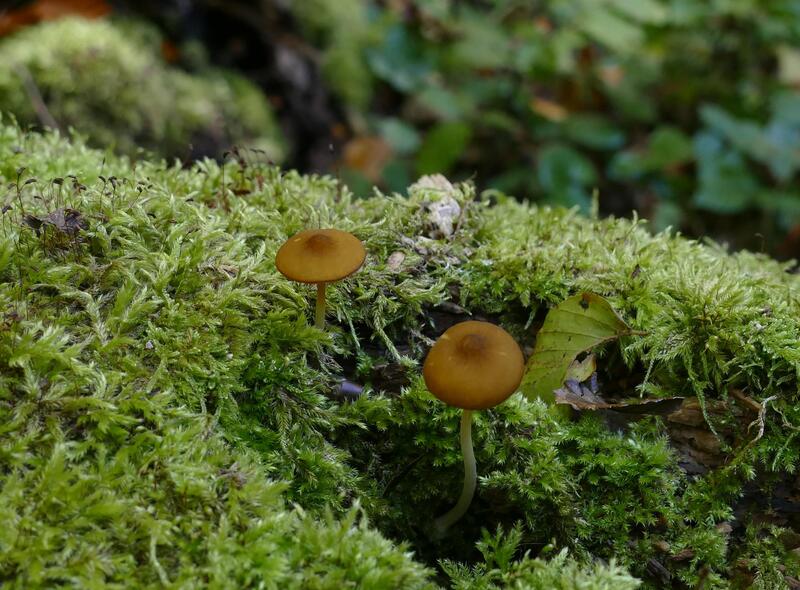 Pluteus chrysophaeus?