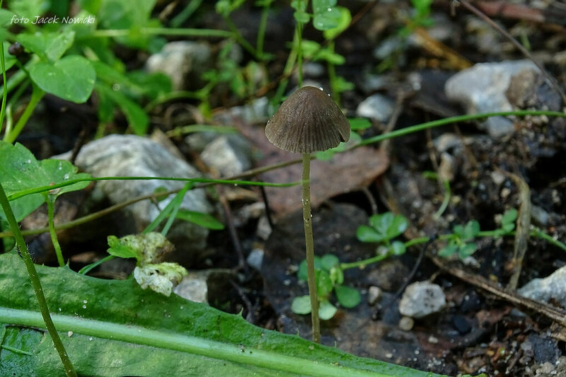 kruchaweczka