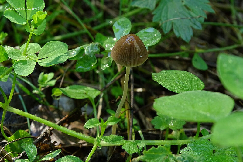 kruchaweczka