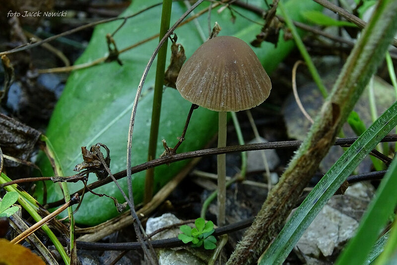 kruchaweczka