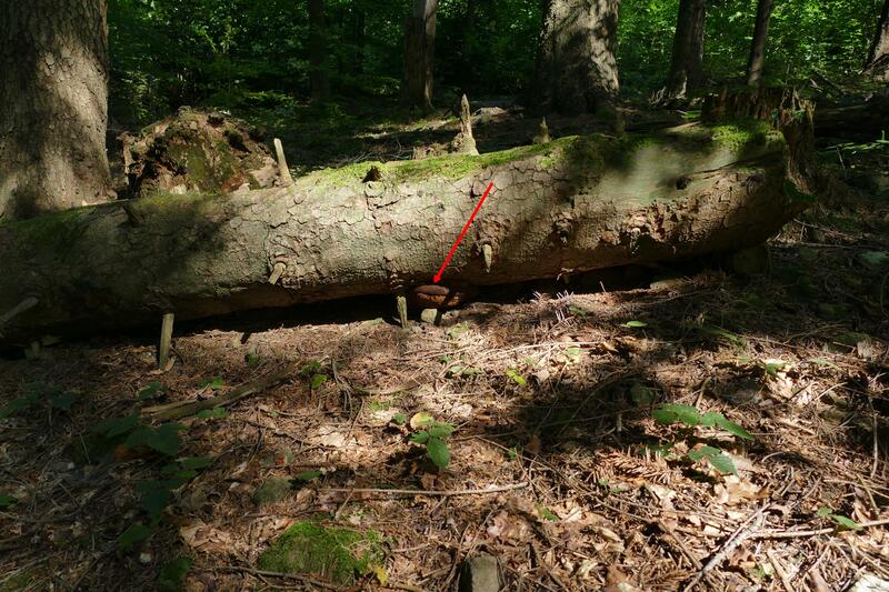 Phellinus jaki&#156;?