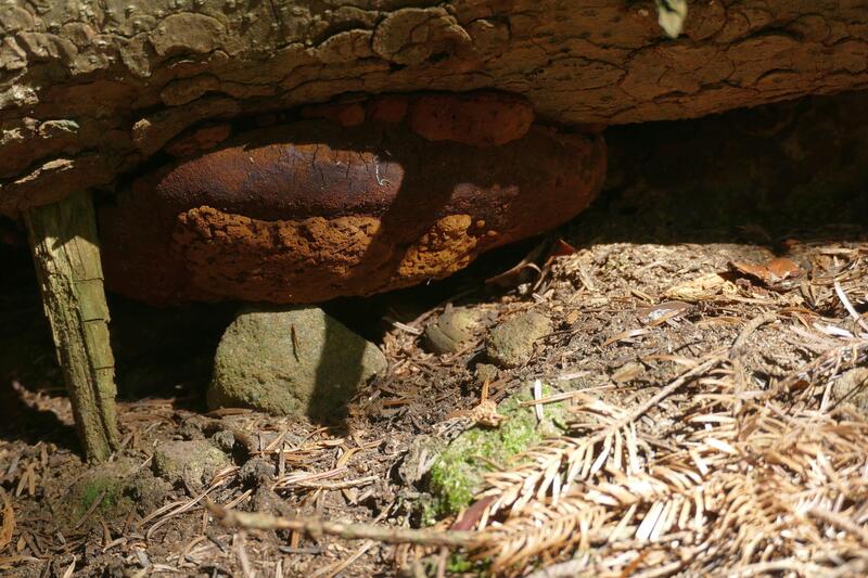 Phellinus jaki&#156;?