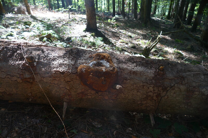 Phellinus jaki&#156;?