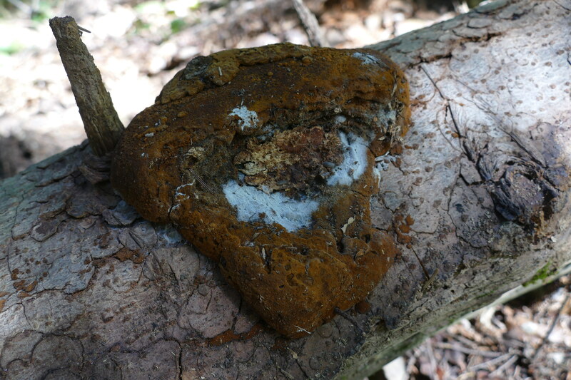 Phellinus jaki&#156;?