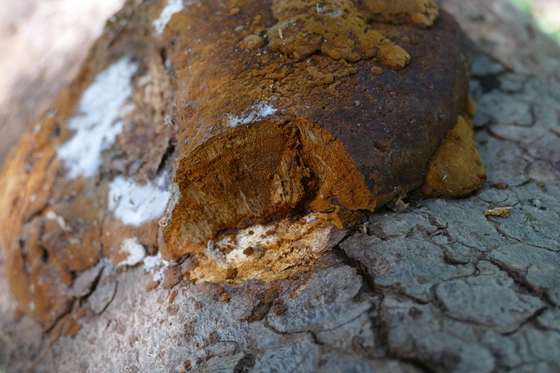 Phellinus jaki&#156;?