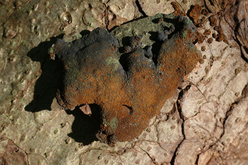 Phellinus jaki&#156;?2