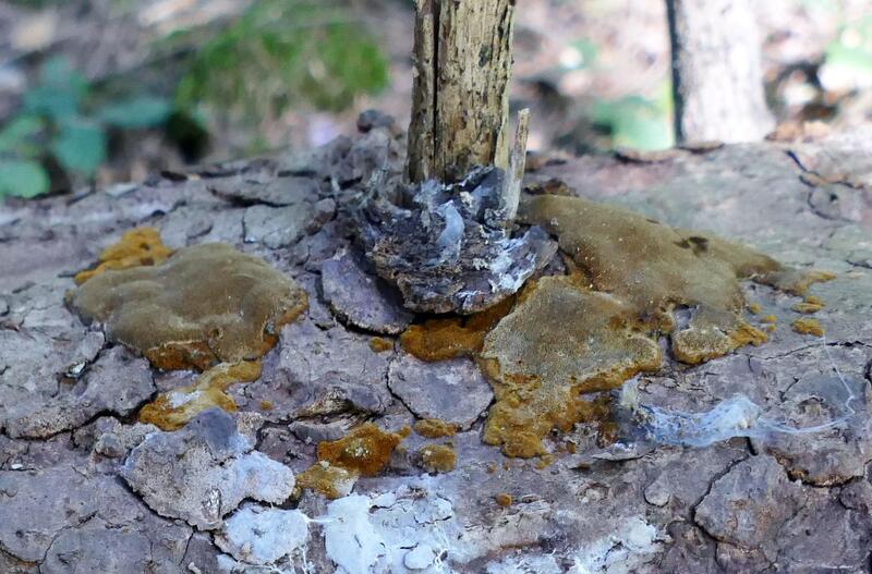 Phellinus jaki&#156;?2