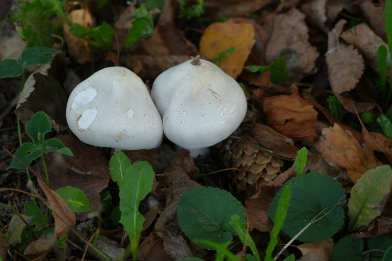 Leucoagaricus leucothites?