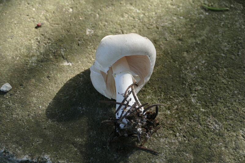 Leucoagaricus leucothites?