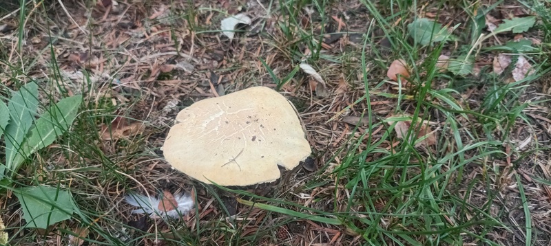 Agaricus sp.