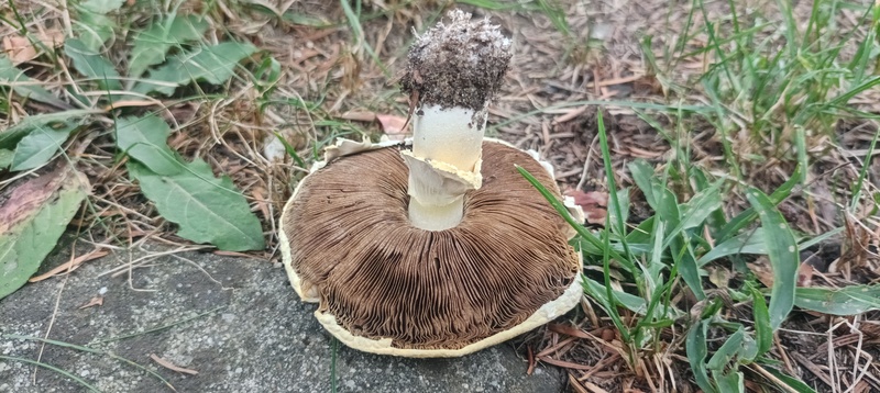 Agaricus sp.