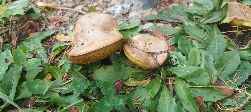 Suillus collinitus?