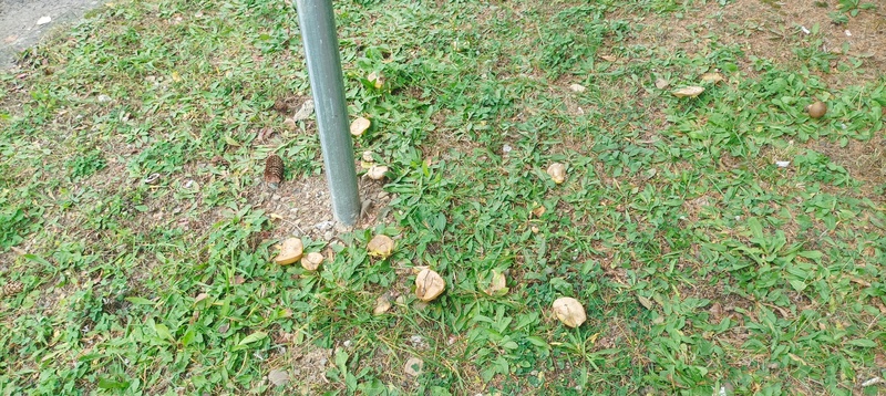 Suillus collinitus?