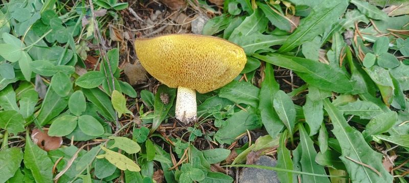 Suillus collinitus?