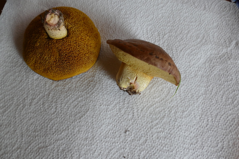 Suillus collinitus?