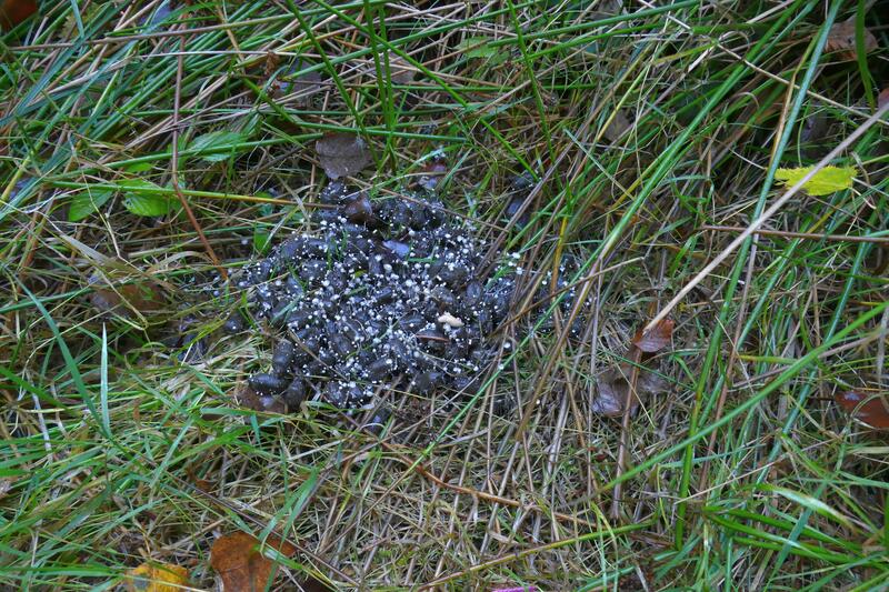 Coprinopsis stercorea?