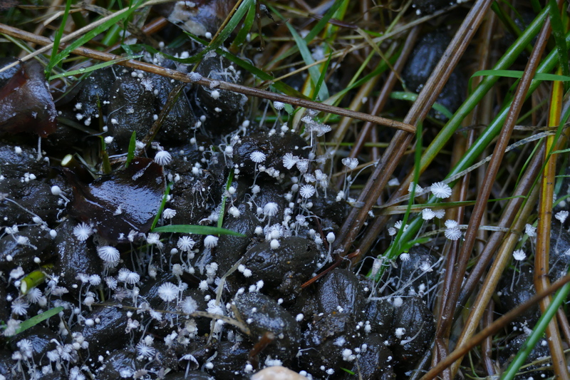 Coprinopsis stercorea?